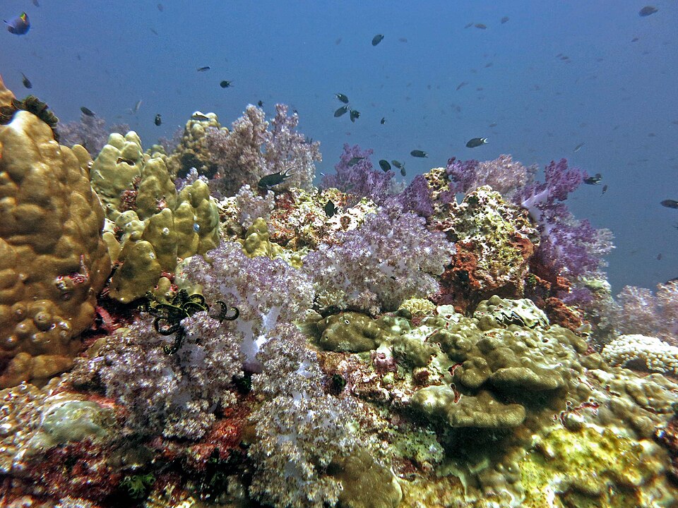 Tajlandia w 10 dni - Koh Lanta - piękny ogród w odcieniach purpury